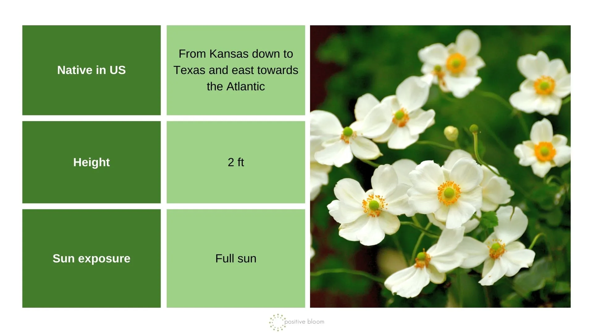 _Ten-Petal Anemone info chart and photo