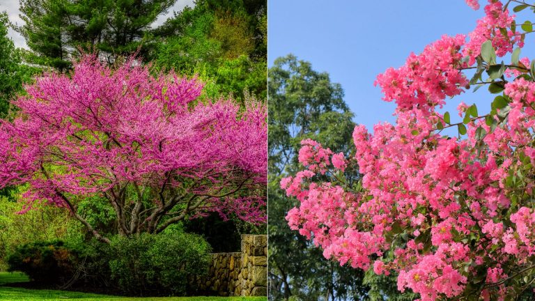 pink tree