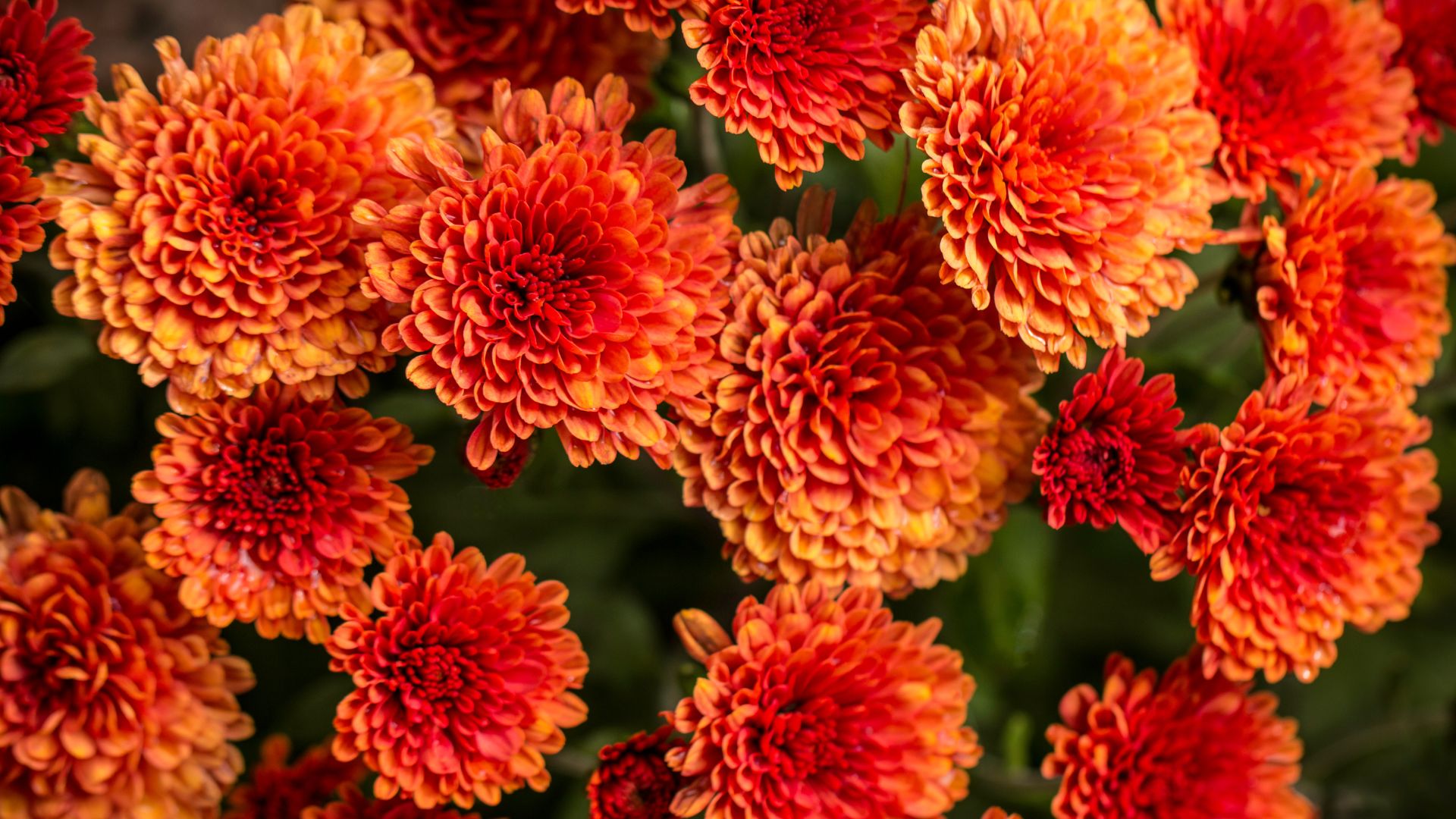 The Best Time To Plant Fall Mums In Your Garden