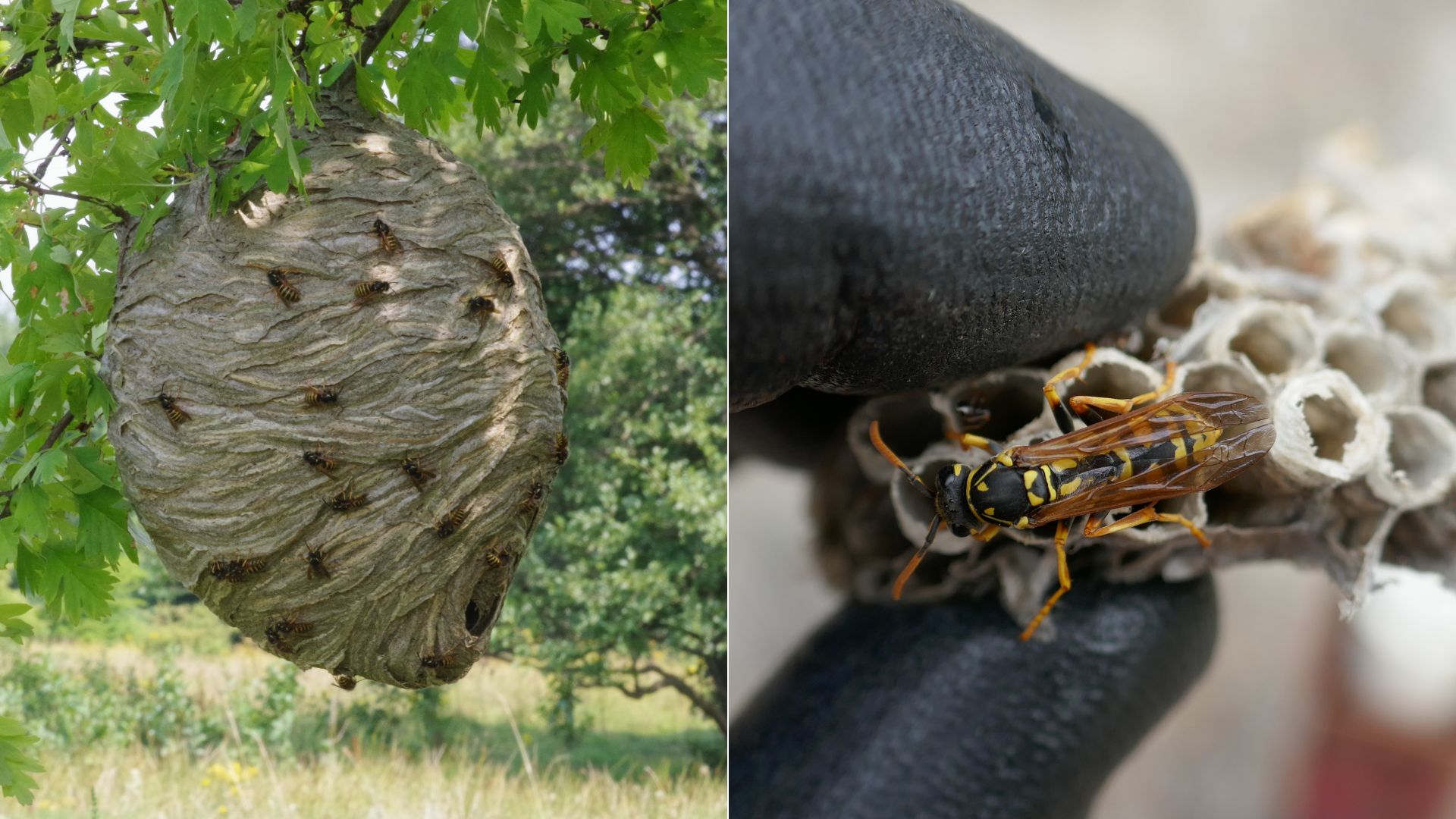 photo of wasp nest
