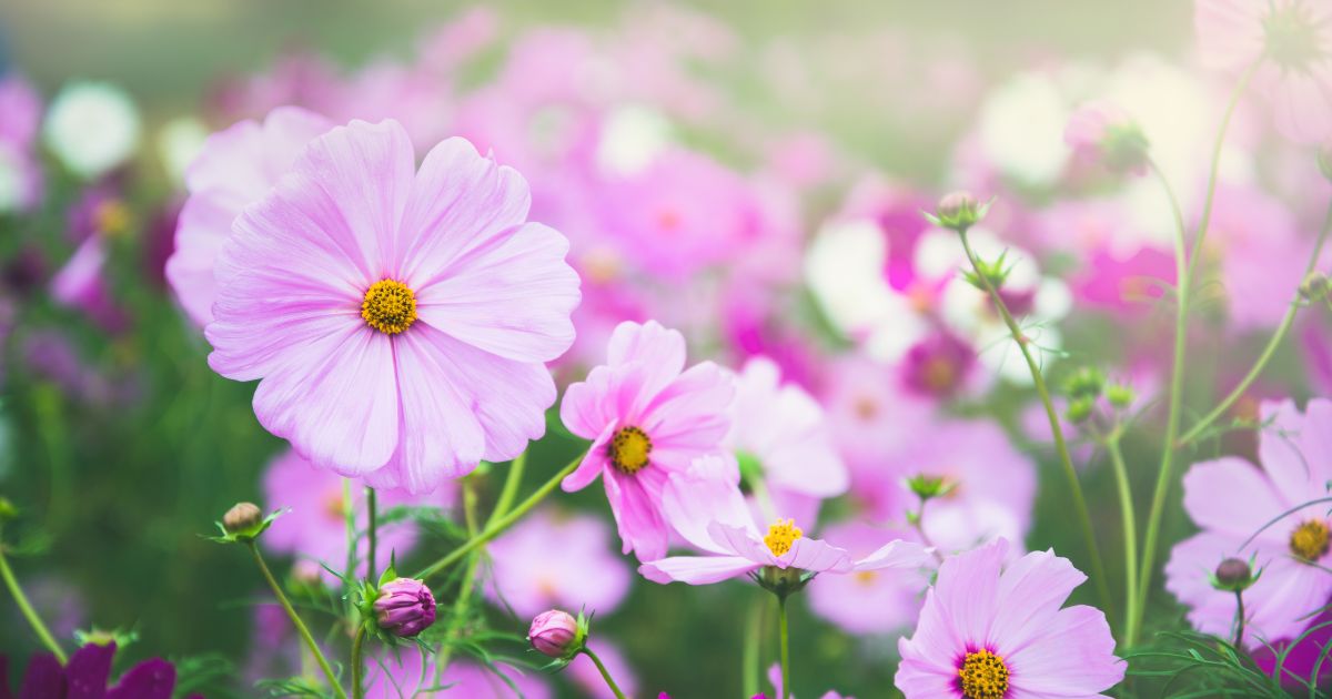 The Main Benefits Of Planting Cosmos In Your Edible Garden