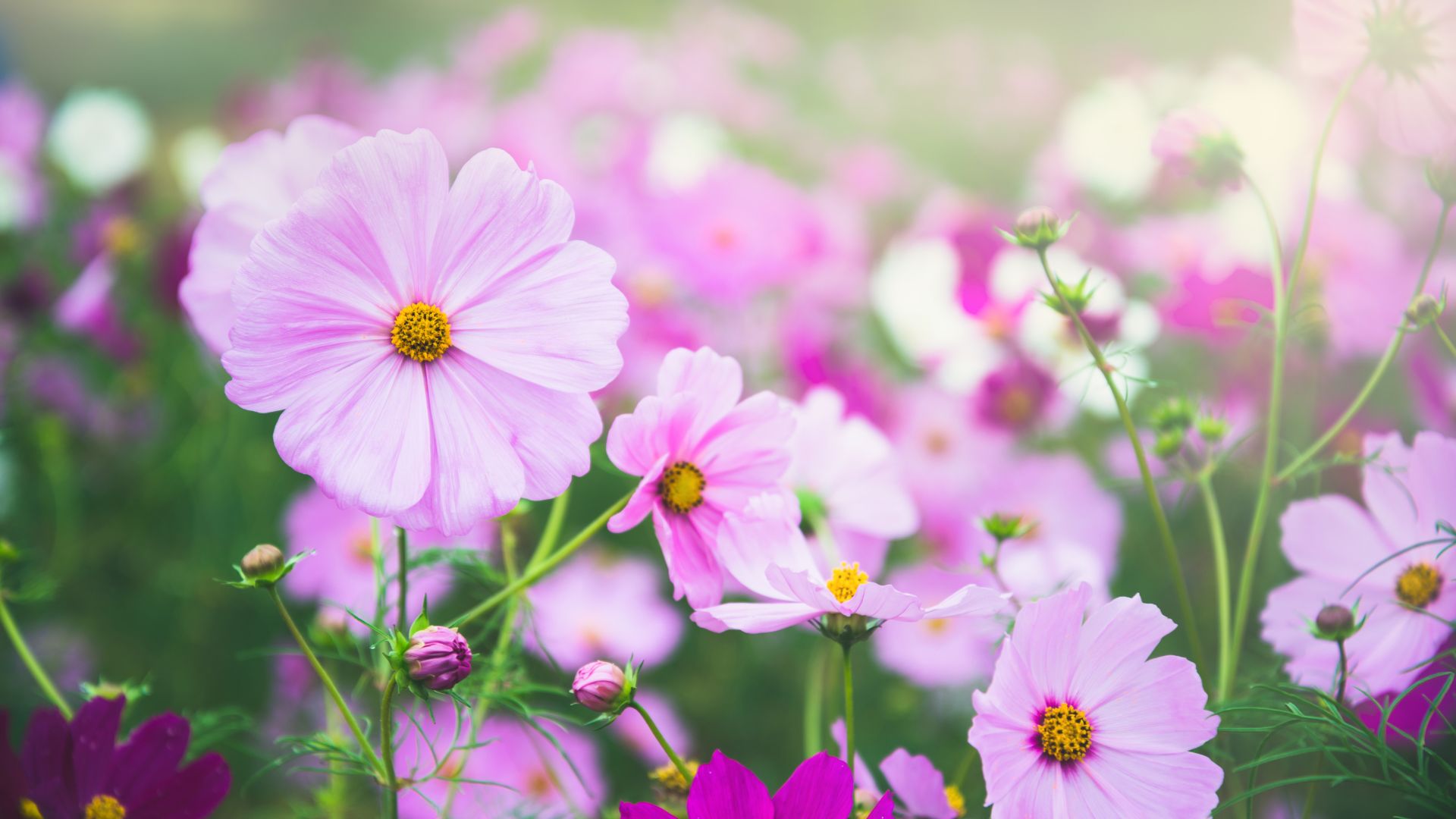 benefits of planting cosmos