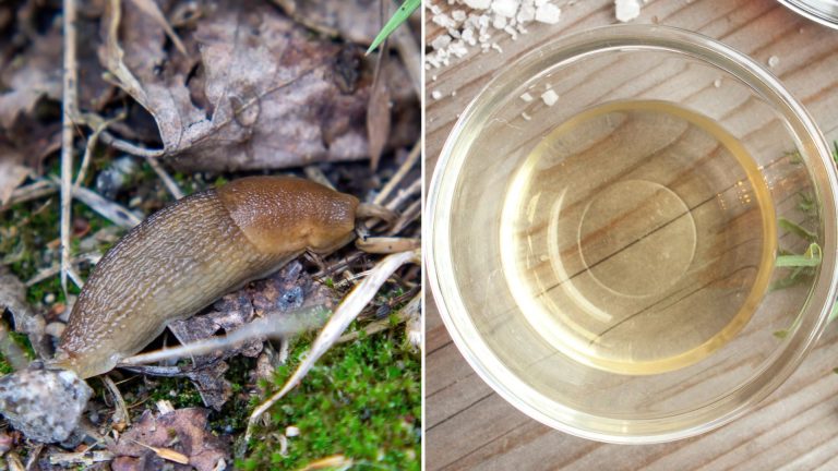 photo of snail and vinegar