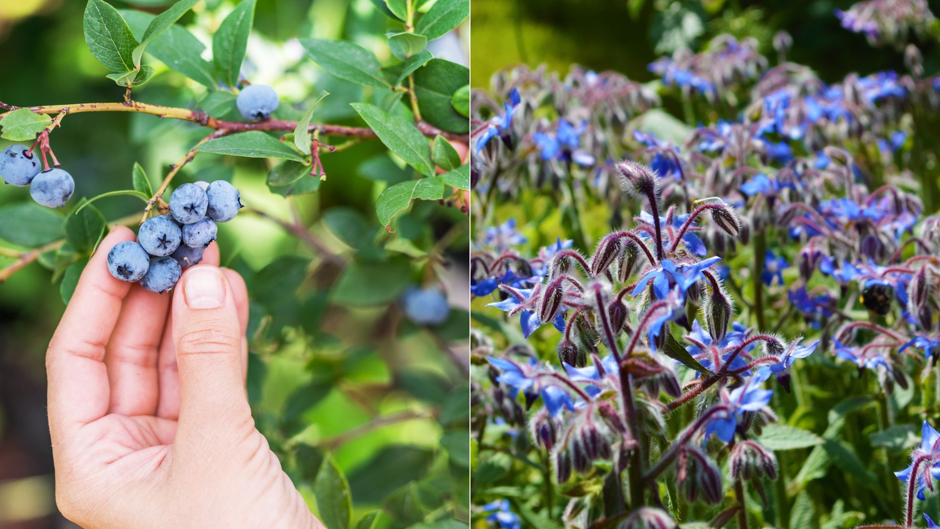These Herbs Will Make Your Blueberry Bush Grow And Thrive