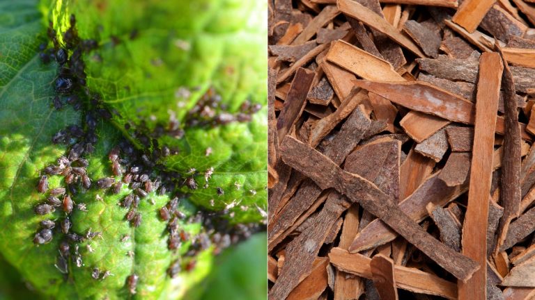 photo of cinnamon and aphids on plant