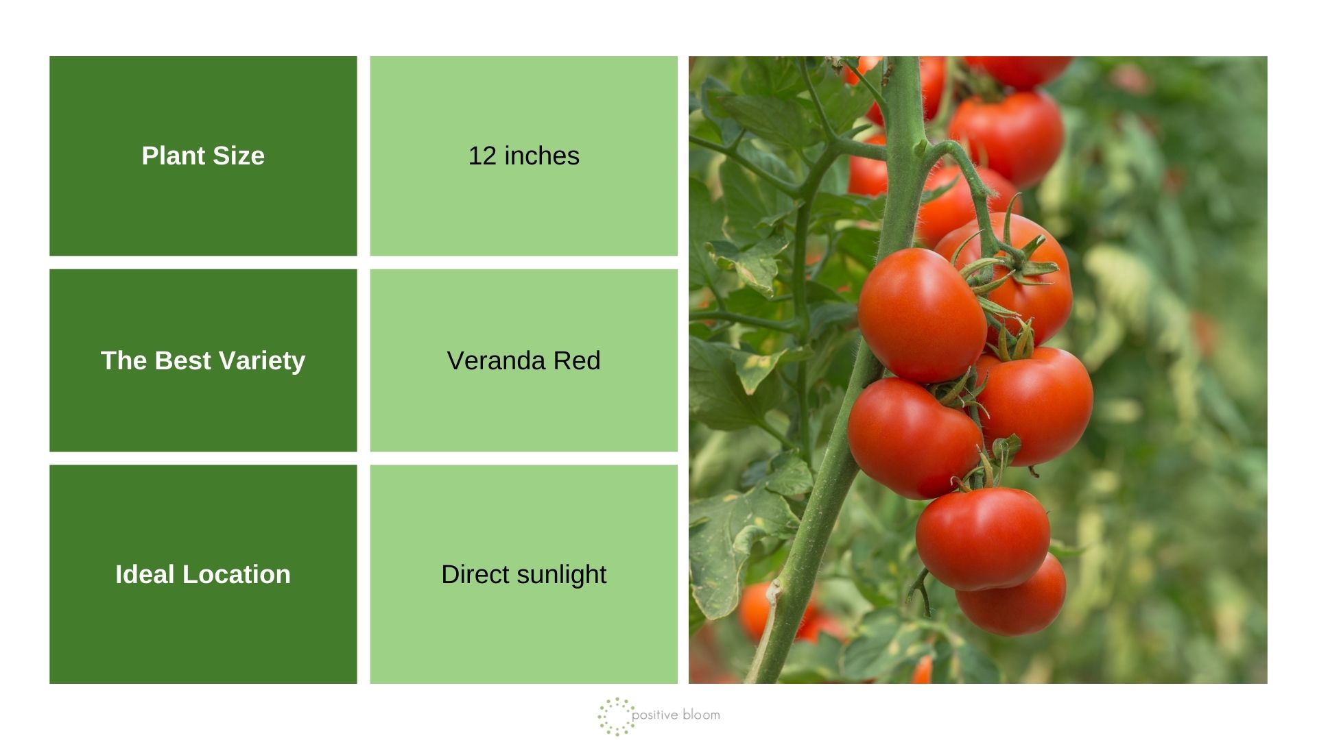 Tomatoes info chart and photo
