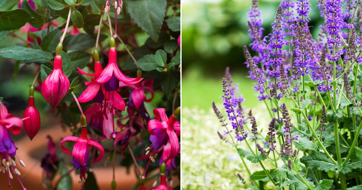 Top 10 Plants For Fall Pollinators