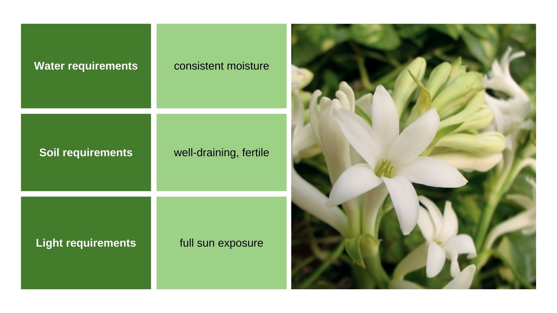 Tuberose