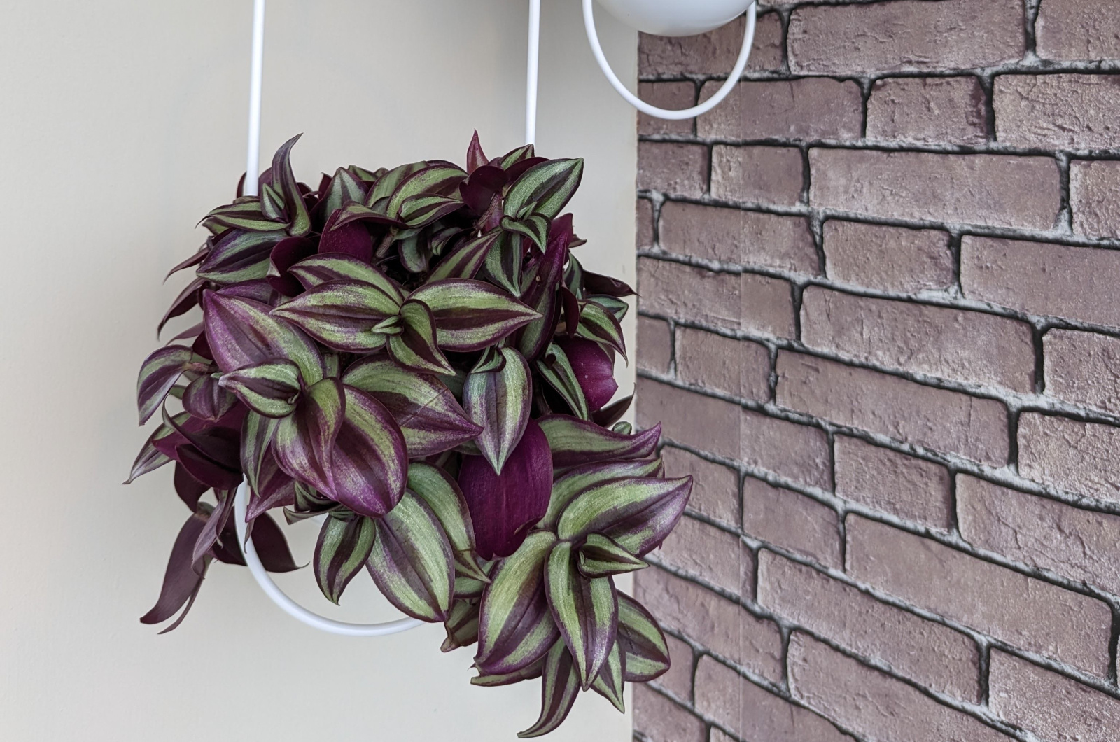 Wandering jew plant hanging in pot
