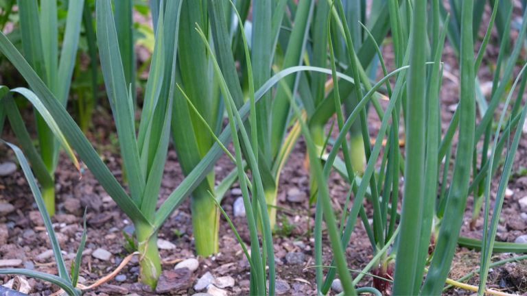 best time to harvest leeks