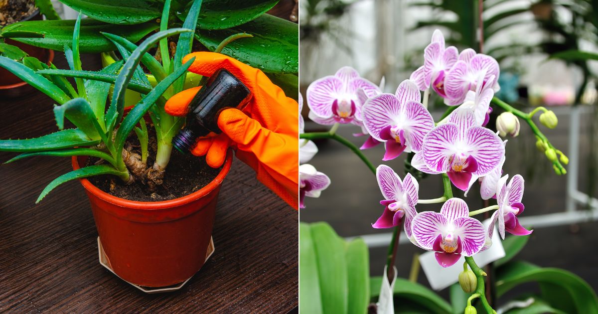 fertilize orchids