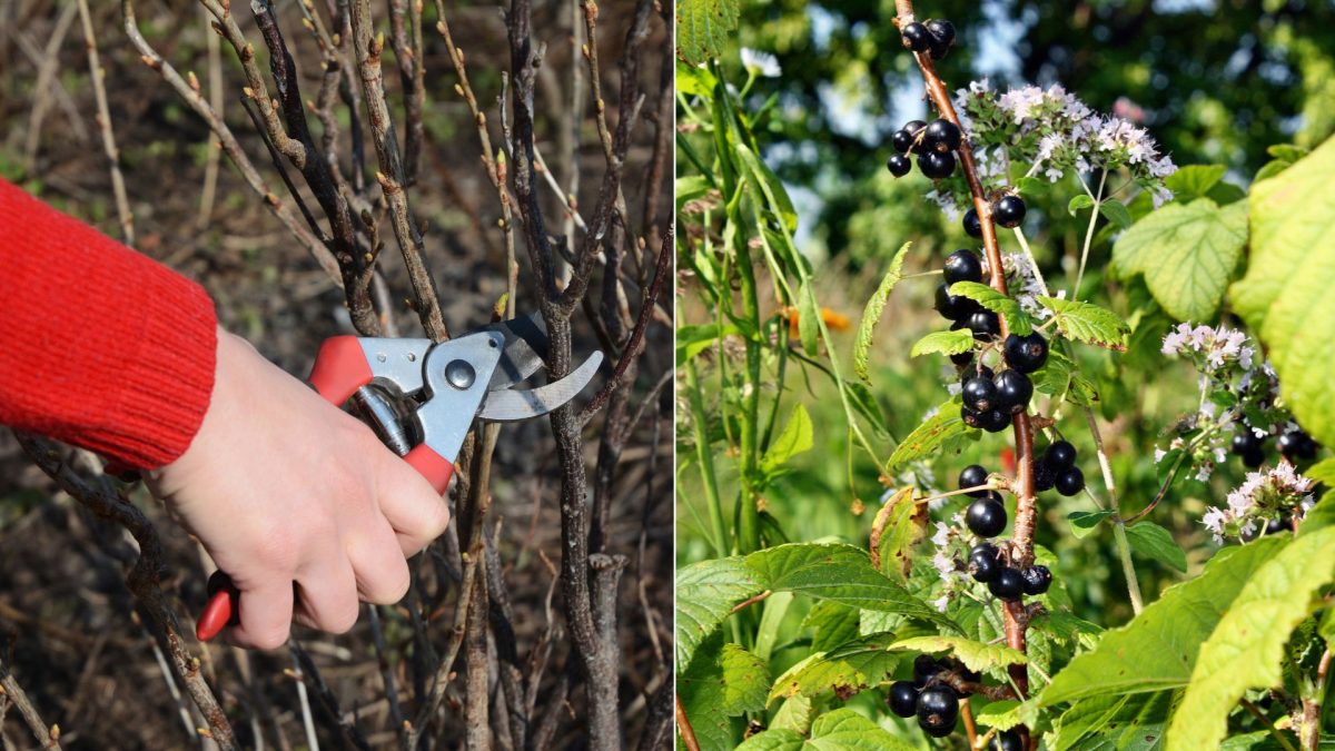 When And How To Prune Blackcurrants For A Huge Harvest