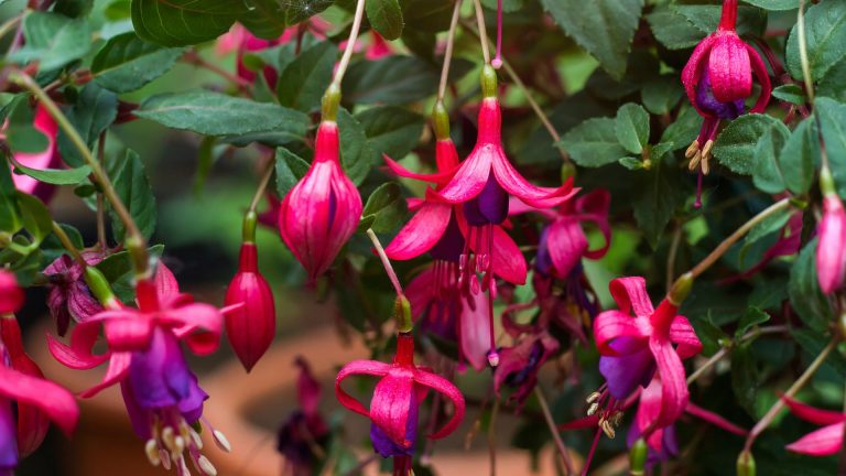 cutting fuchsia