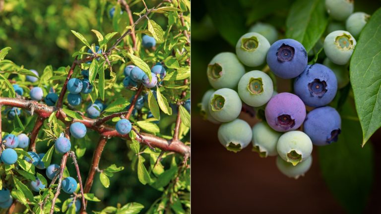 Blueberries