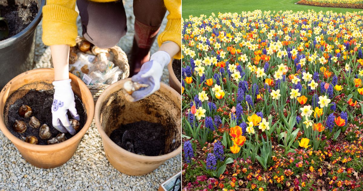 When To Plant Tulip Bulbs For Amazing Spring Blossoms