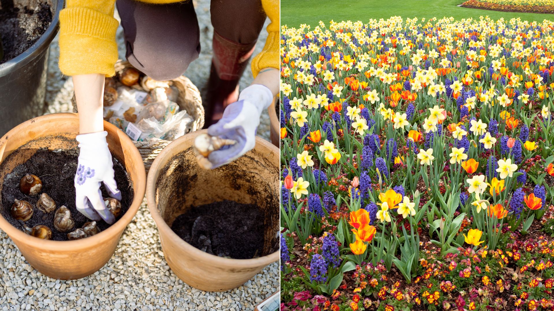 When To Plant Tulip Bulbs For Amazing Spring Blossoms