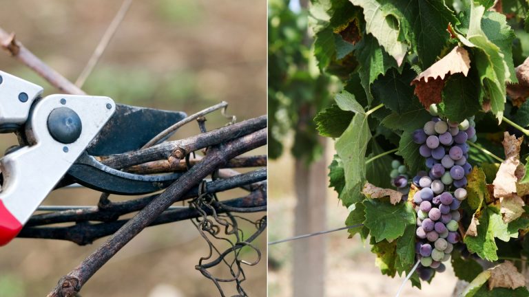 pruning grape vines