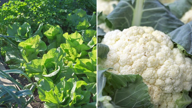 5 Seeds You Must To Sow This October