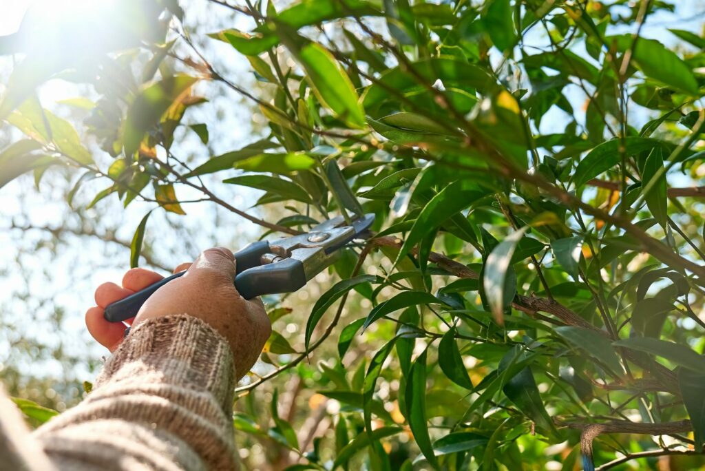 a man is cutting lemon branches