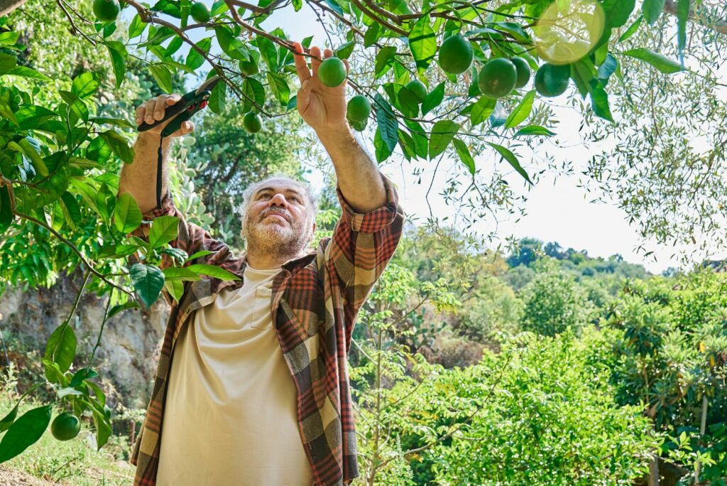 a man prunes a lemon tree