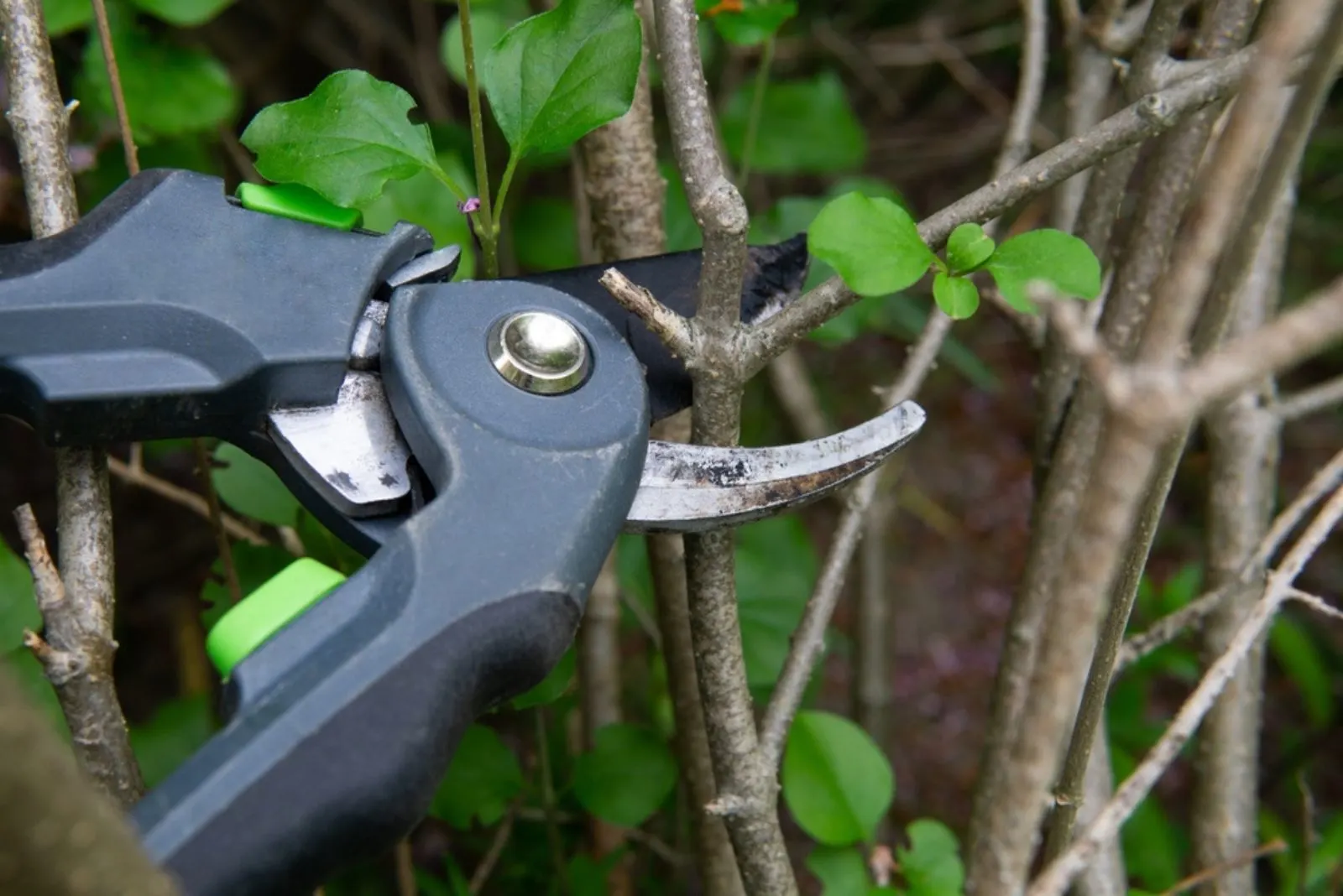 a woman cuts a lilac plant