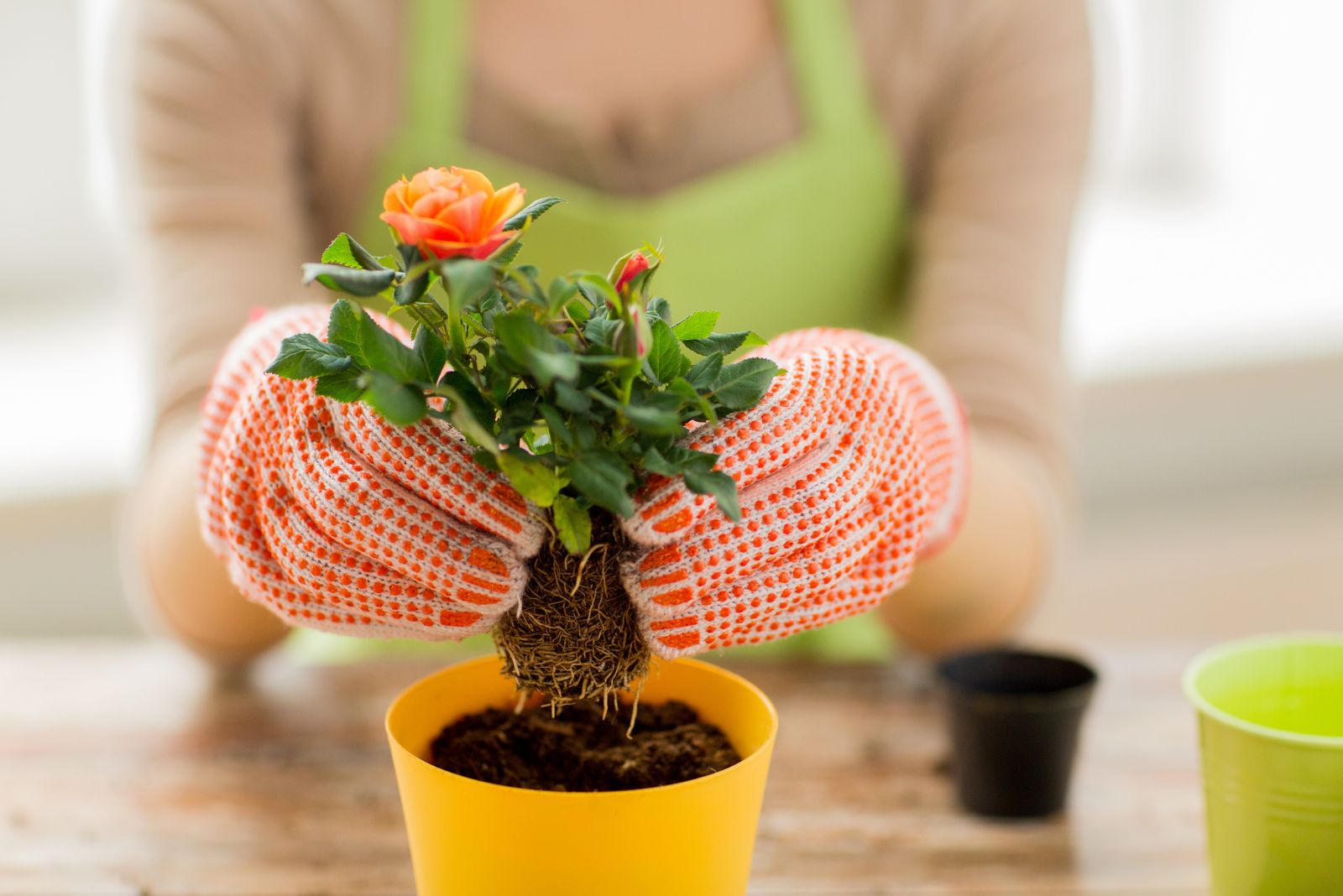 a woman plants a rose in a pot