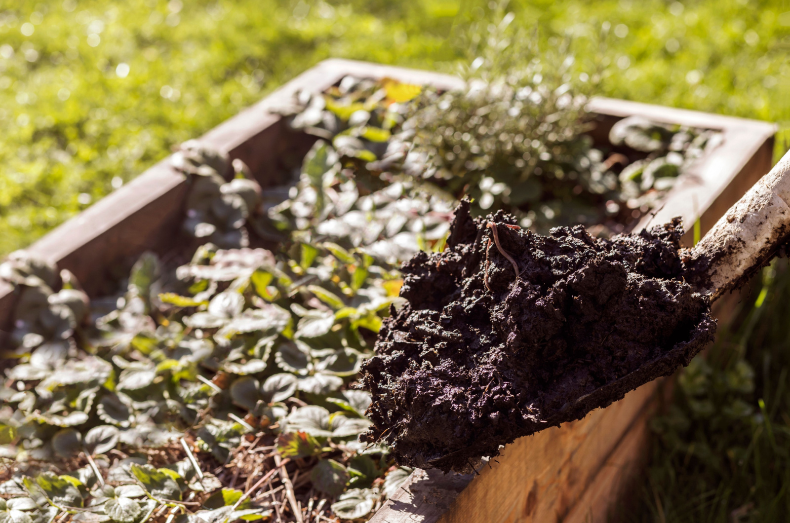 adding compost to a raised bed