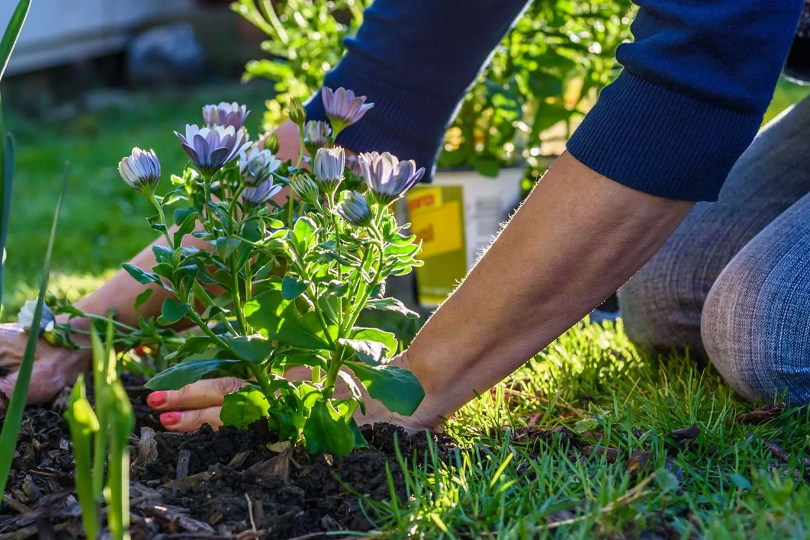 adding mulch around mom's plants
