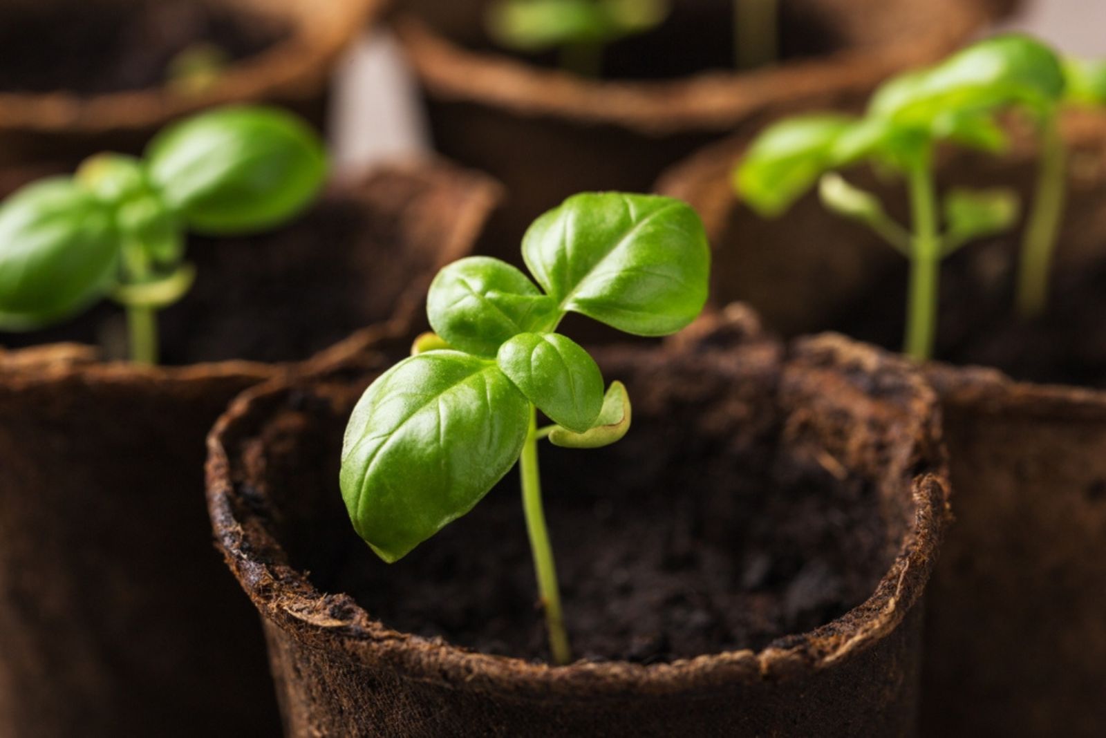 basil seedlings