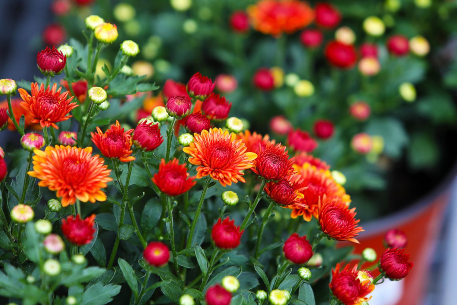 beautful mum flowers in sun