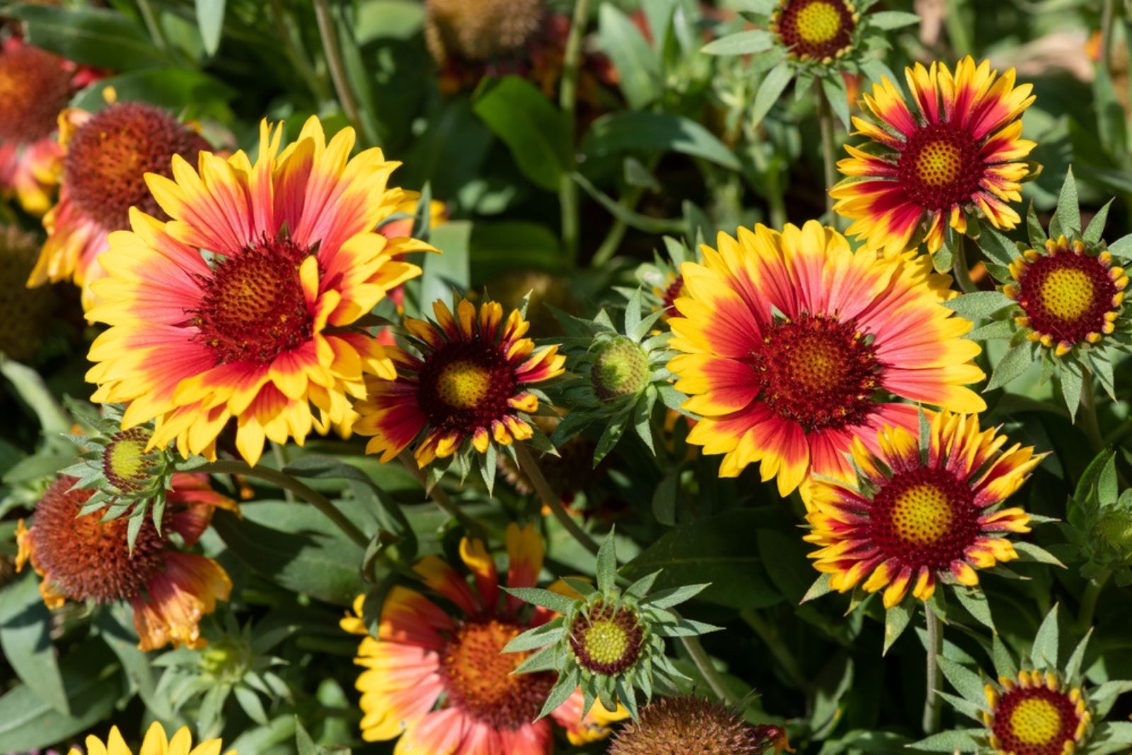 beautiful blanket flowers