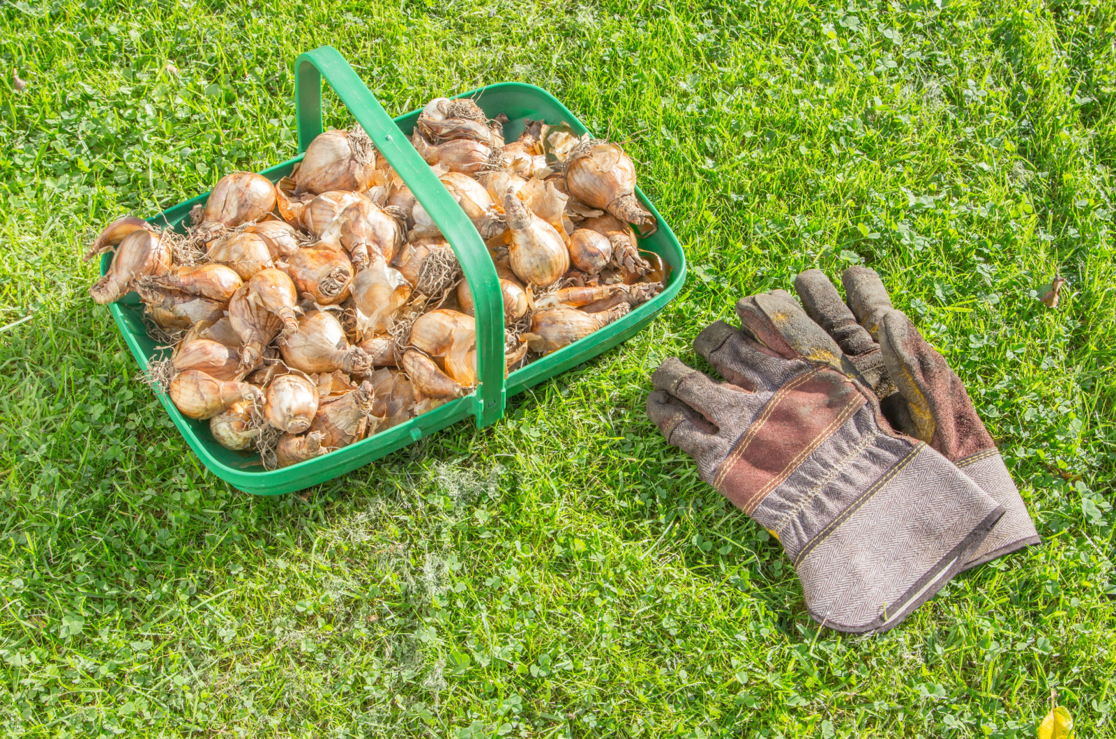 bulbs and gardening gloves