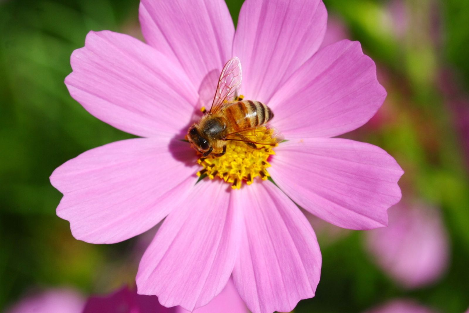 cosmos flower with a bee on it