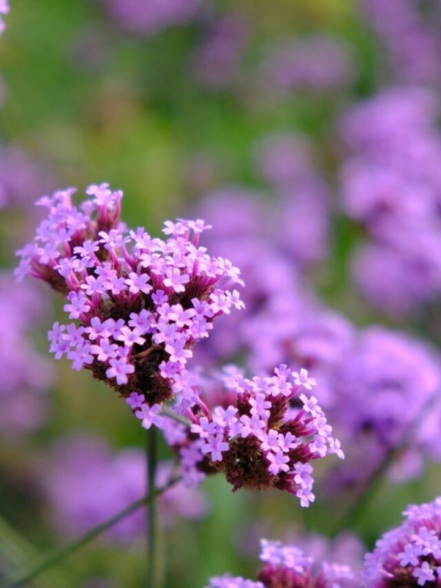 Verbena flower