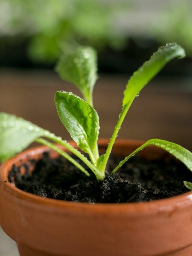 The Best Methods For Growing Spinach Indoors