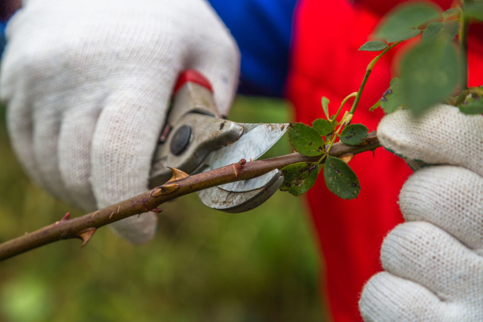 cutting rose stem