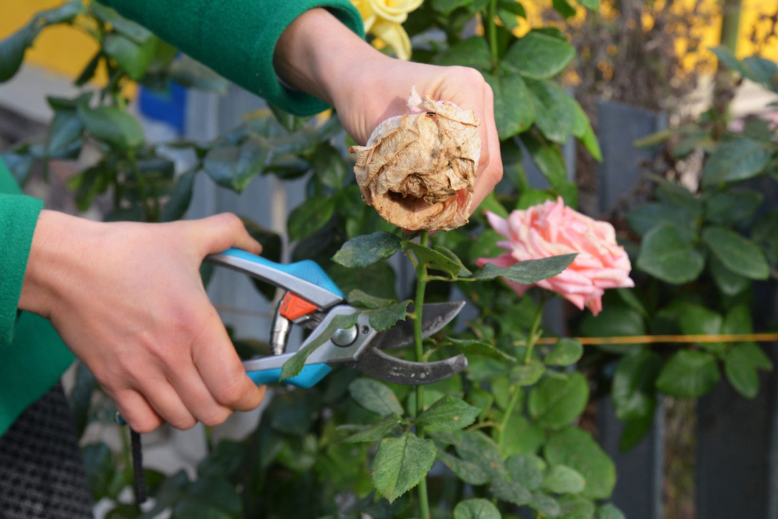 deadheading rose