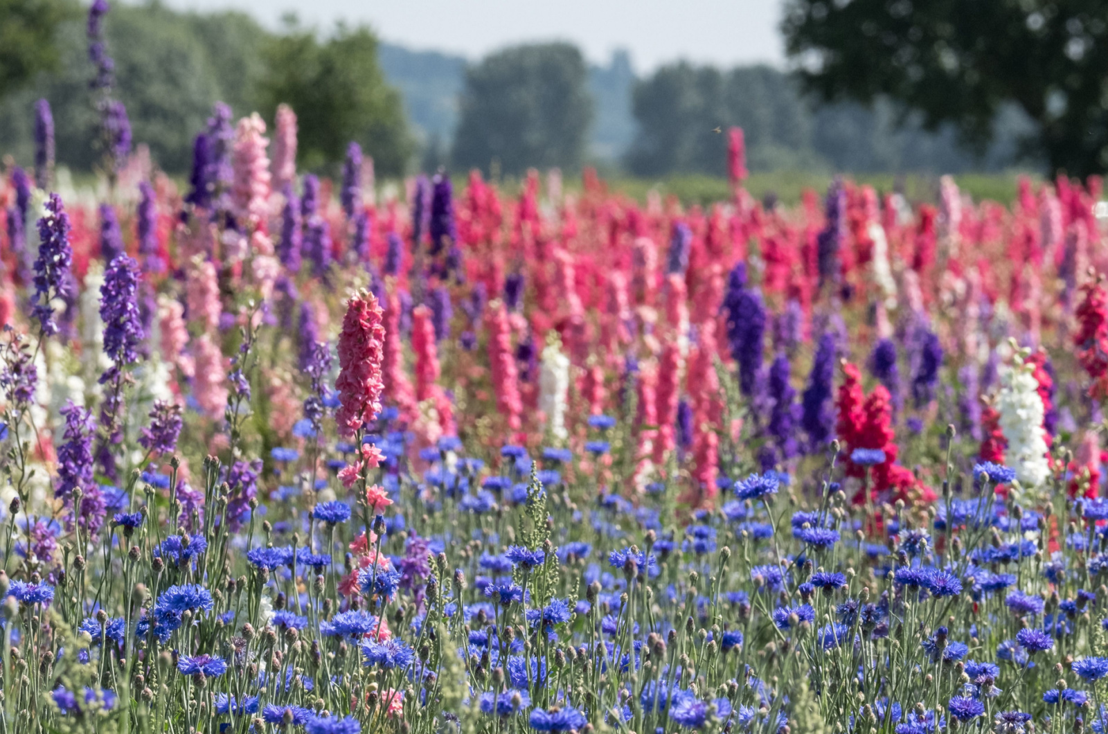 field of delphiniums