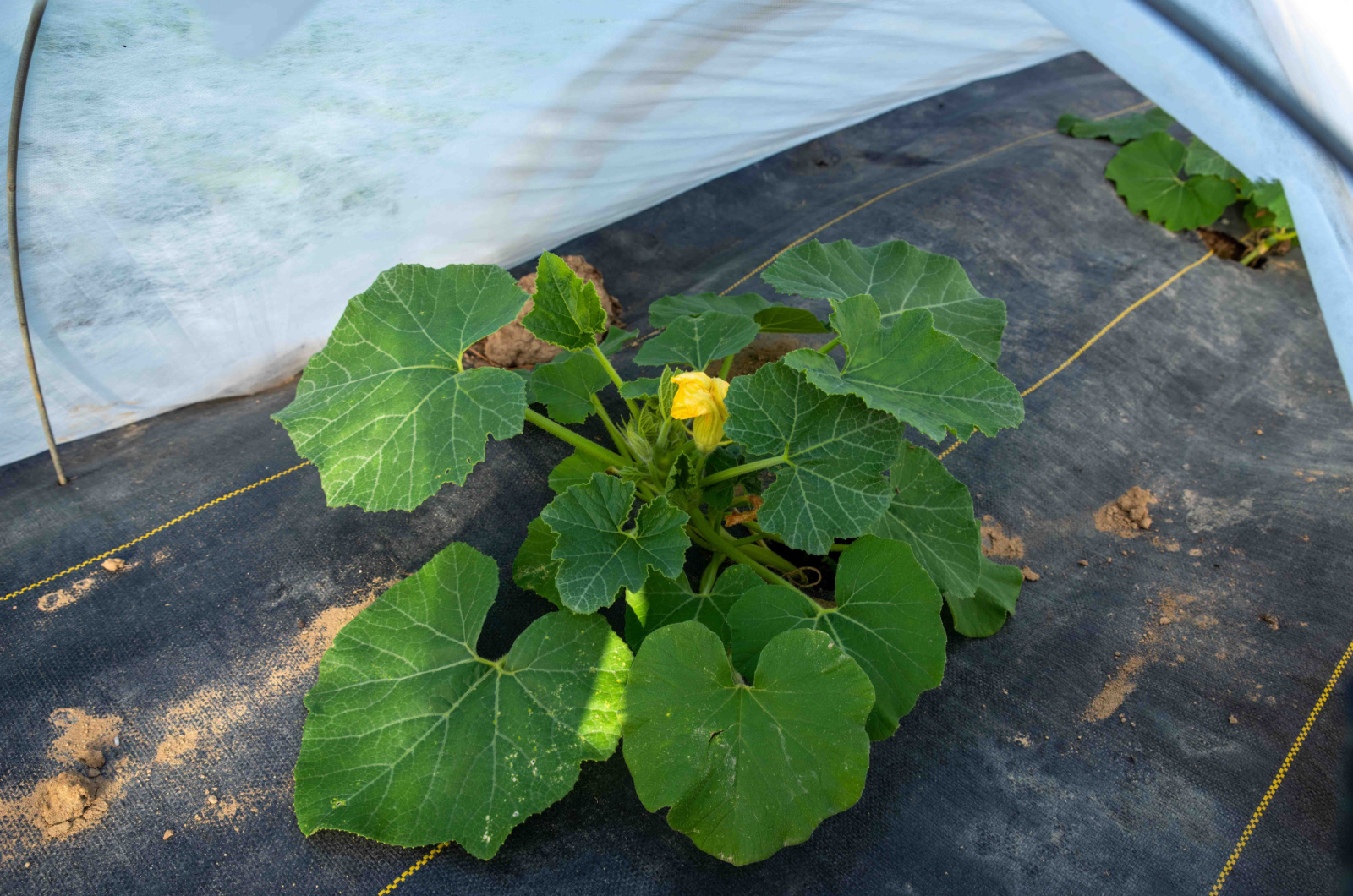 floating row cover over squash plants