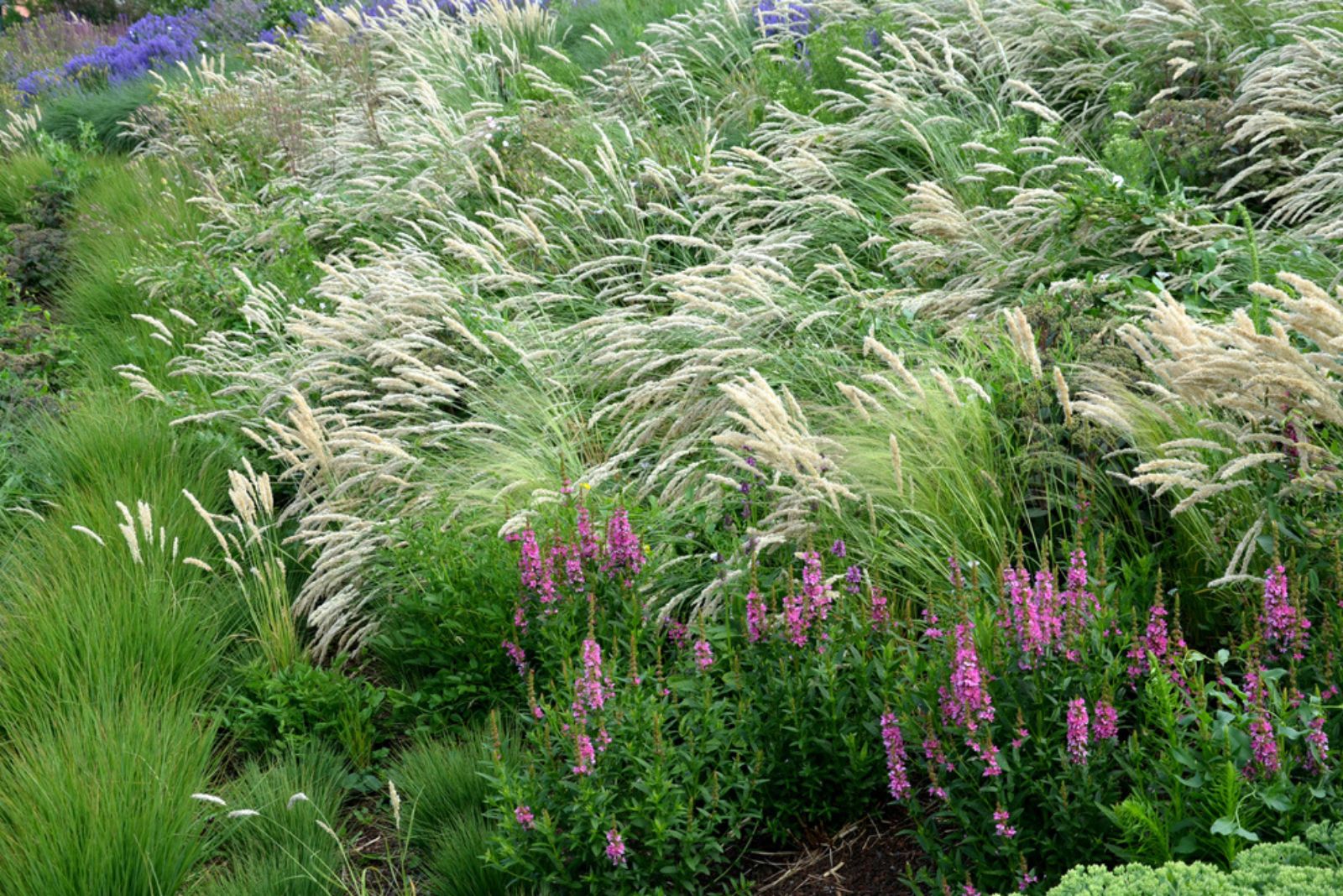 flowerbed with perennials