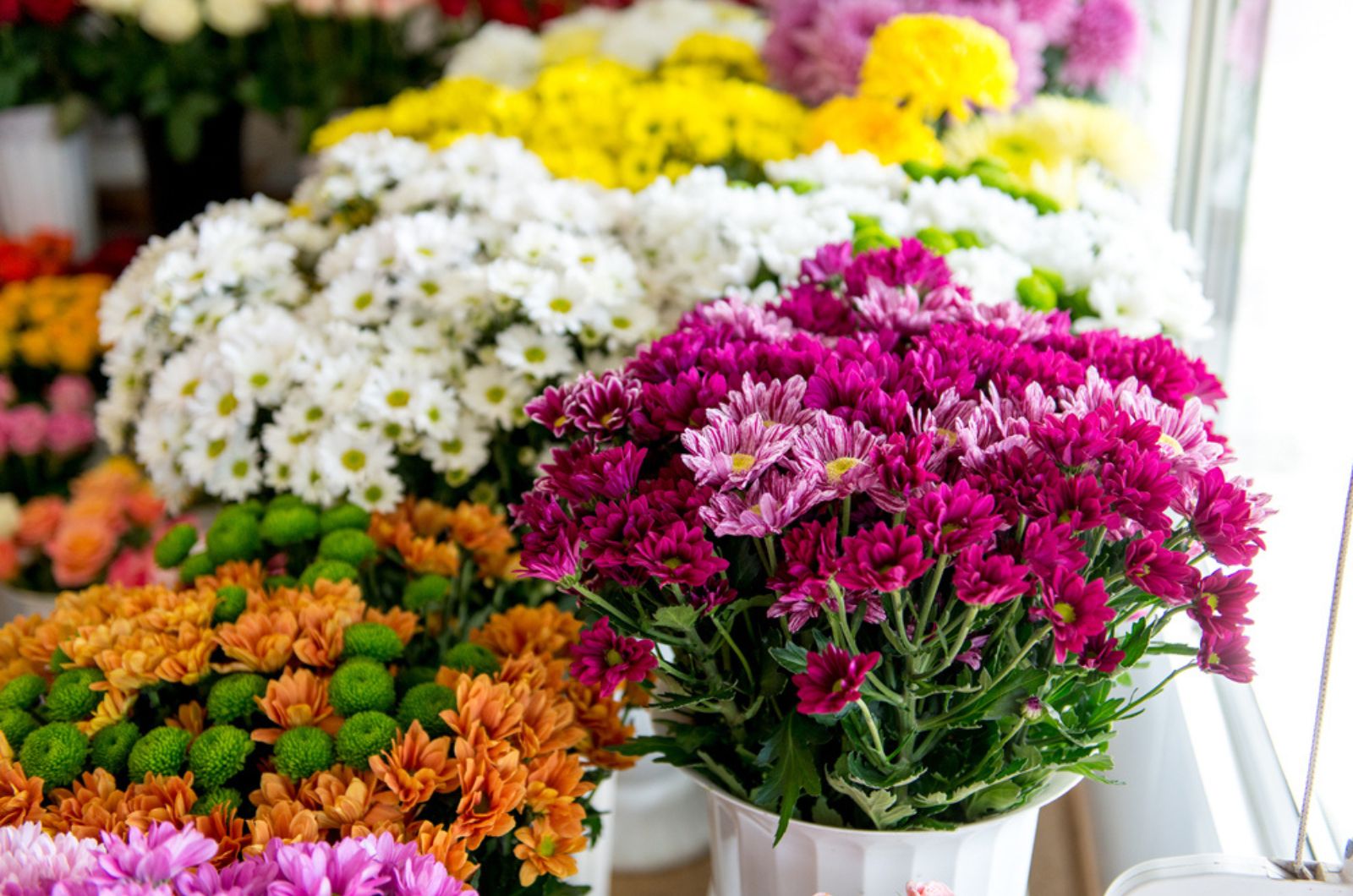 flowering mums