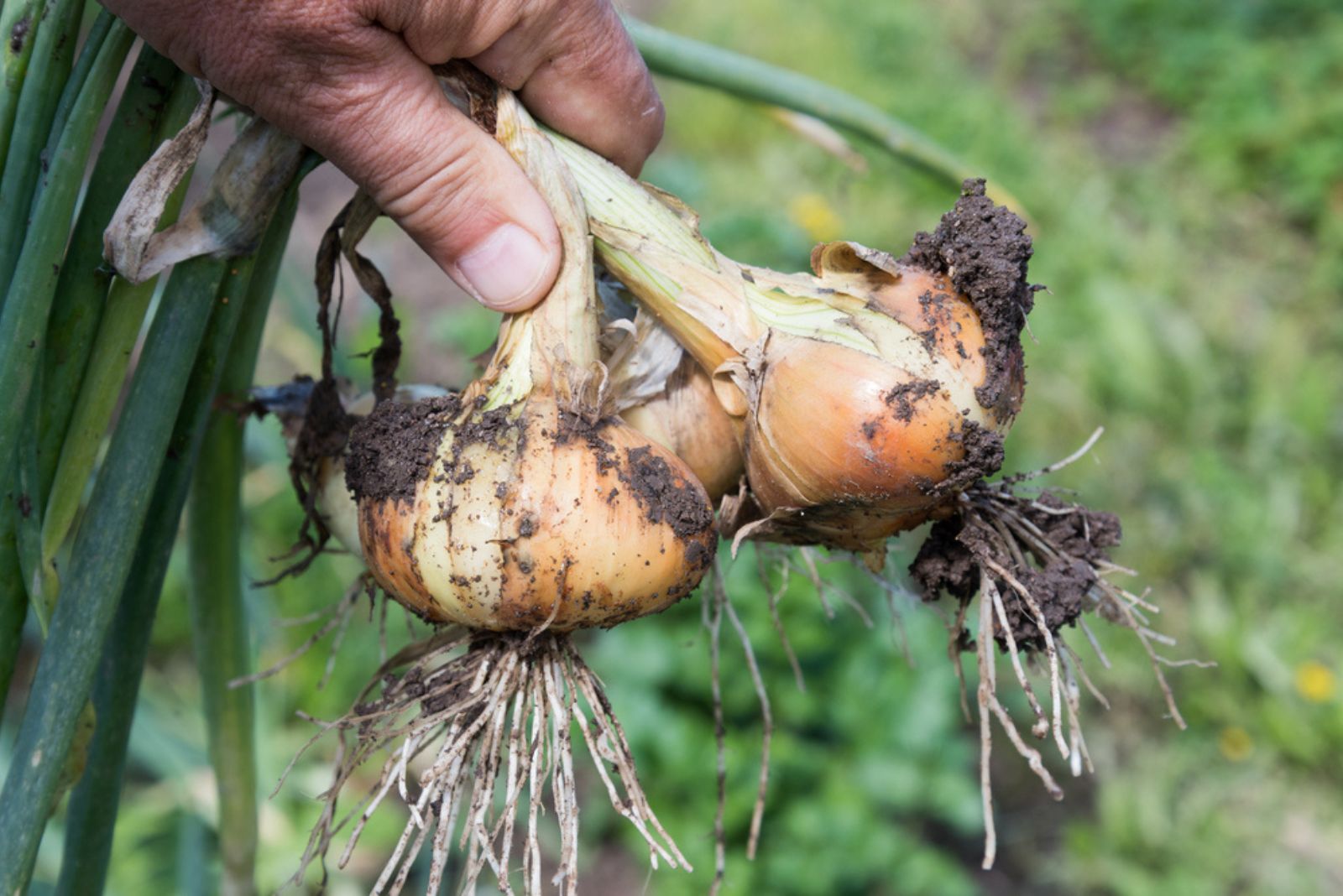 gardener holding harvested onions