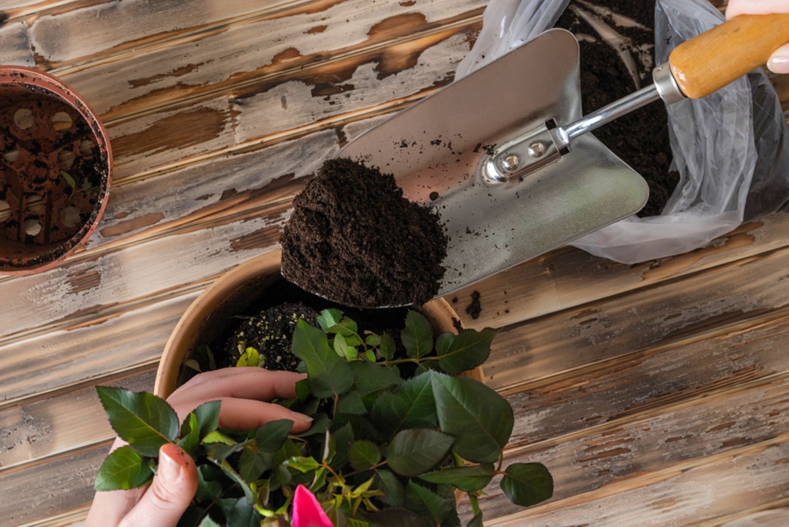 gardener putting soil in the rose pot