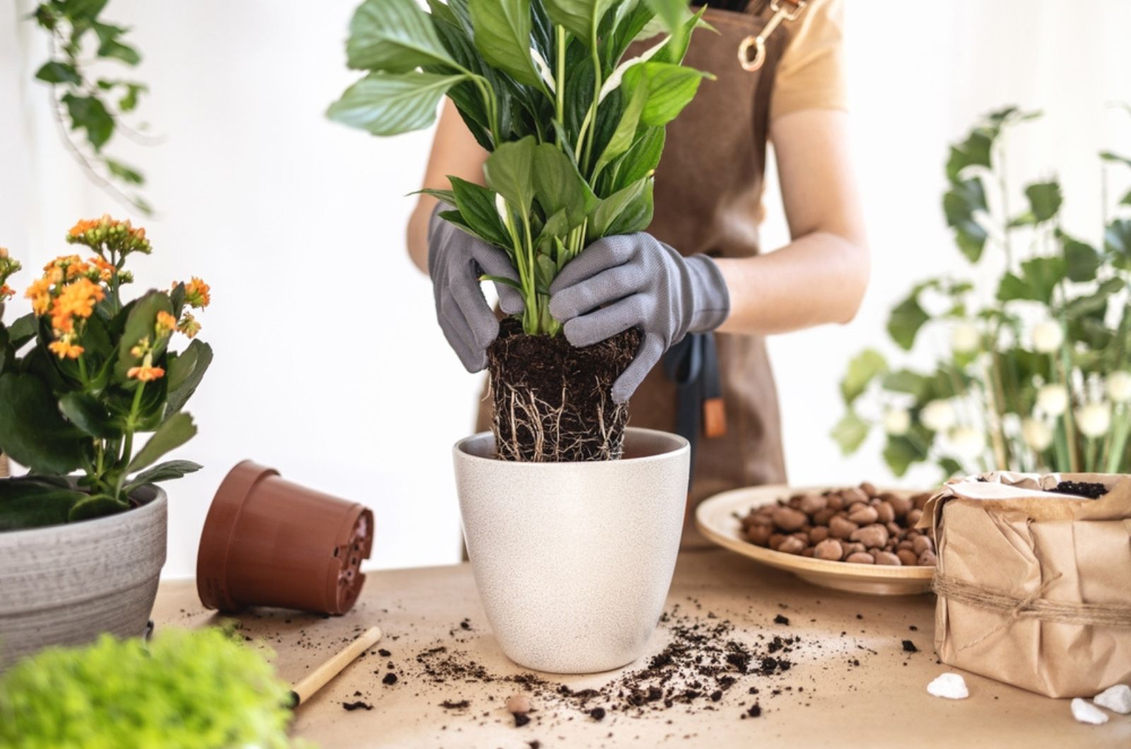 gardener repotting peace lily plant