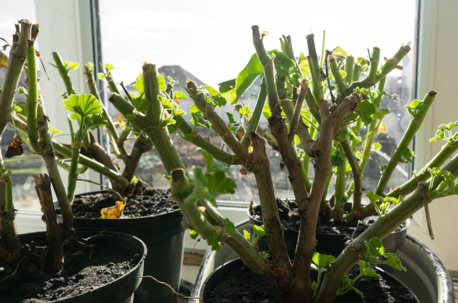 geraniums in pots on the windowsill