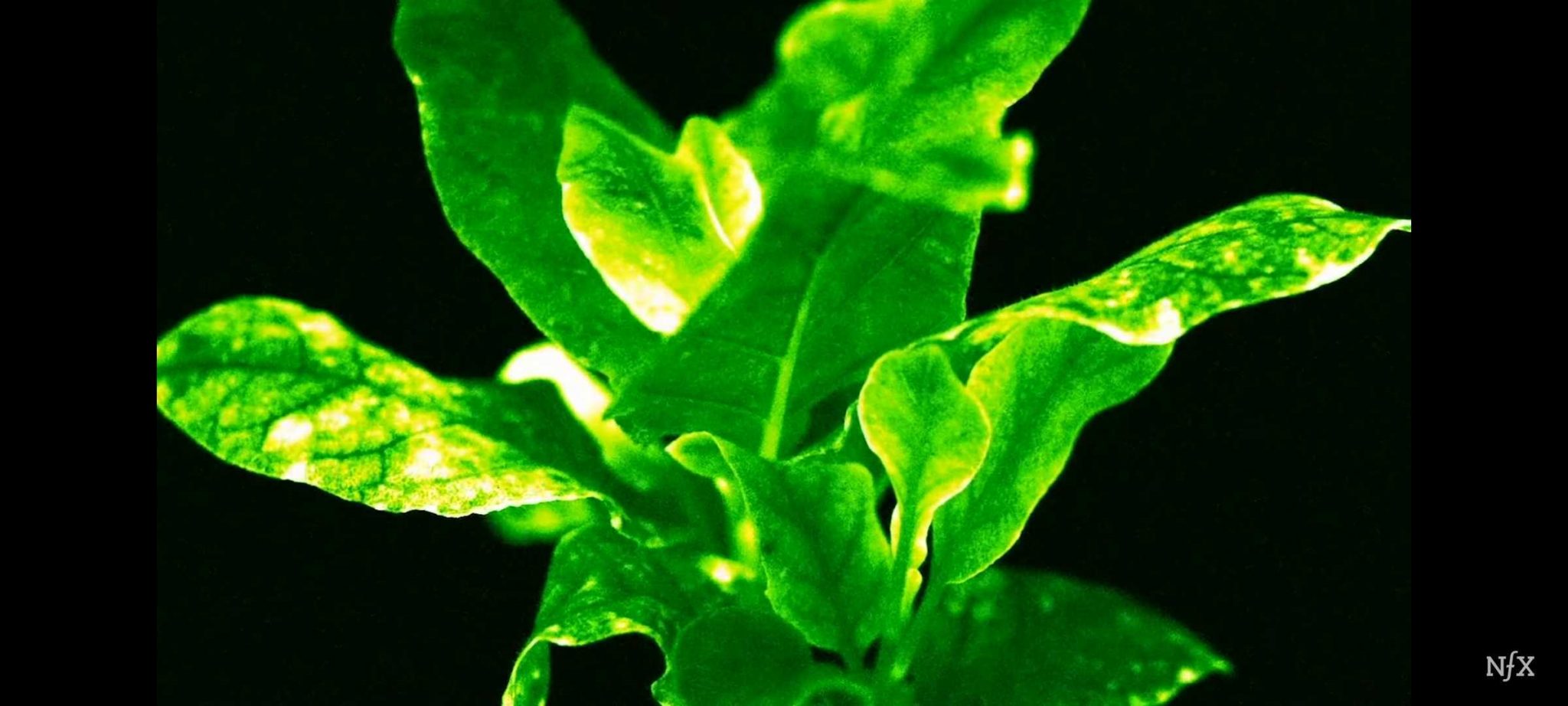 Glow In The Dark Houseplants Are At Our Doorsteps