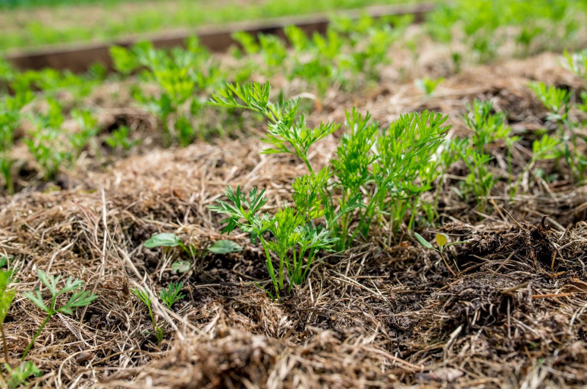 3 Methods For Rejuvenating Raised Bed Soil