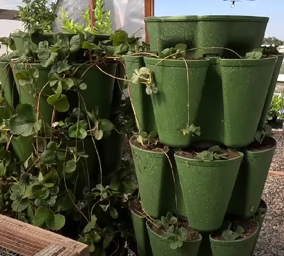 green strawberry containers stacked vertically