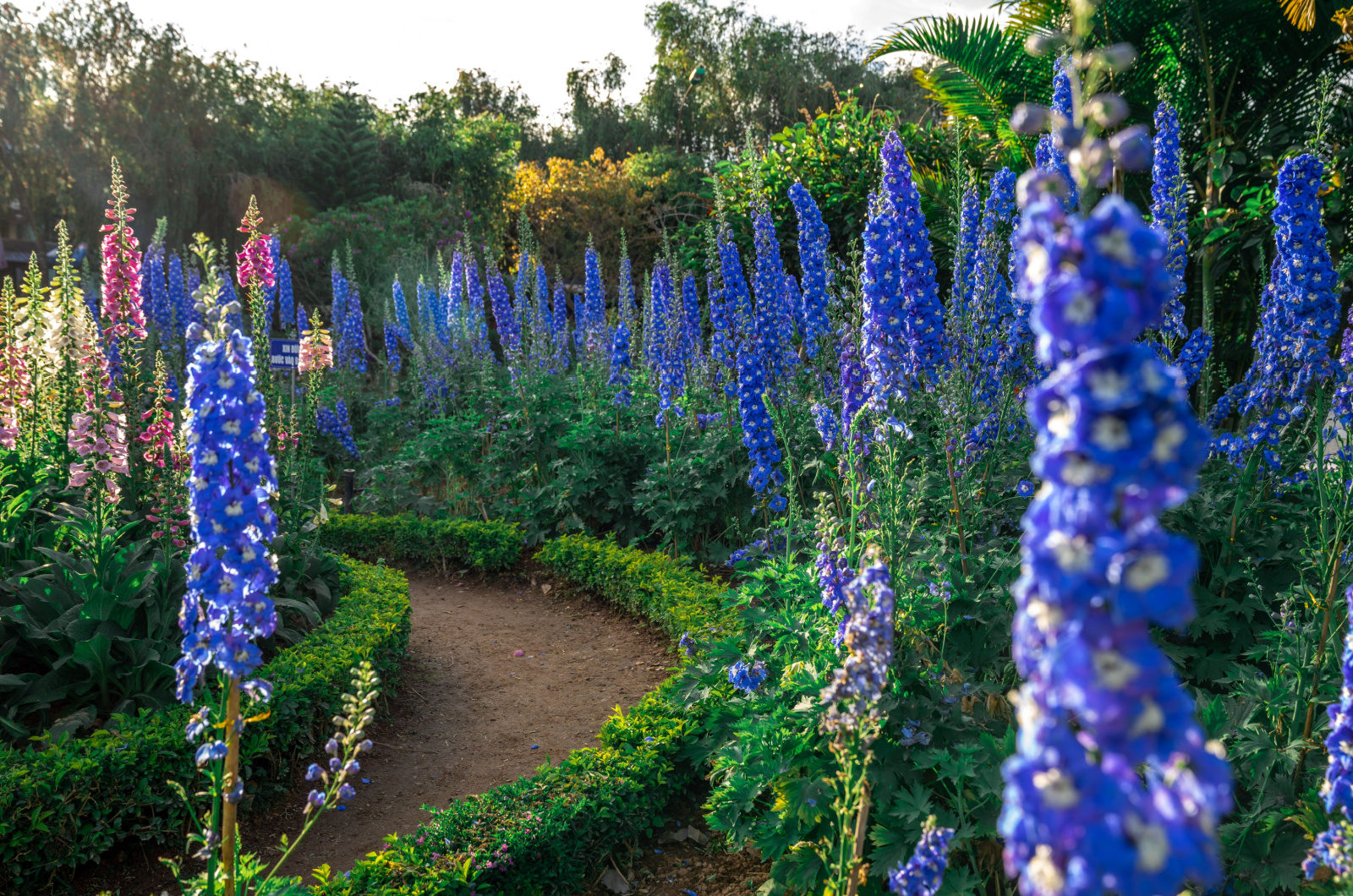 group of blue delphiniums