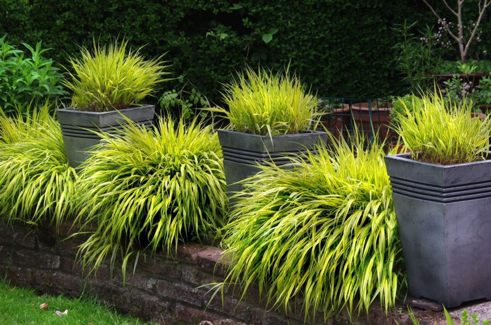 hakone grass in big pots
